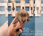 Small Photo #80 Labrador Retriever Puppy For Sale in POCAHONTAS, IL, USA