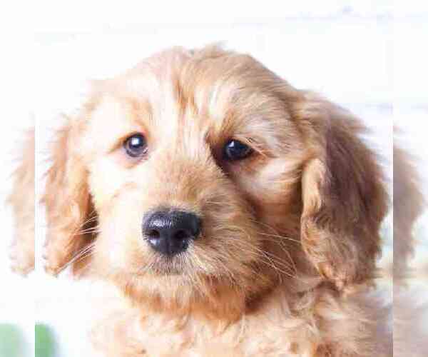 Medium Photo #1 Goldendoodle Puppy For Sale in RED LION, PA, USA