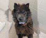 Small Chow Chow