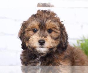 Shih-Poo Puppy for sale in RED LION, PA, USA