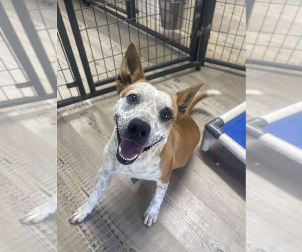 Medium Photo #3 Mutt Puppy For Sale in Bolivar, MO, USA