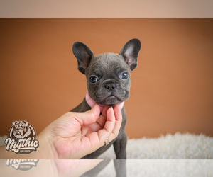 French Bulldog Puppy for sale in BRIDGEWATER, NJ, USA