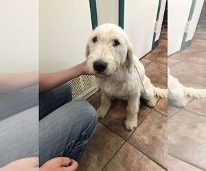 Great Pyrenees Dogs for adoption in Amarillo, TX, USA