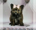 Small #1 Pom-A-Poo-Poodle (Toy) Mix