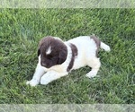 Small #4 Newfoundland