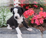 Small Photo #3 Boston Terrier-Unknown Mix Puppy For Sale in SHILOH, OH, USA