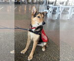 Small #5 German Shepherd Dog Mix