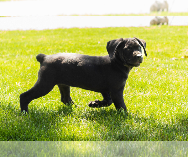 Medium Photo #10 Cane Corso Puppy For Sale in WAKARUSA, IN, USA