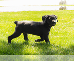 Small #9 Cane Corso