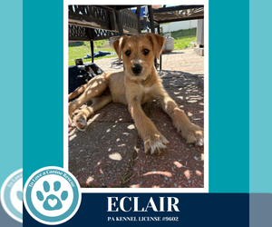 Labrador Retriever-Unknown Mix Dogs for adoption in Kimberton, PA, USA