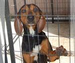 Small #9 Black and Tan Coonhound