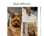 Small Photo #1 Yorkiepoo mix (+ Poodle Toy) Puppy For Sale in FENTON, MI, USA