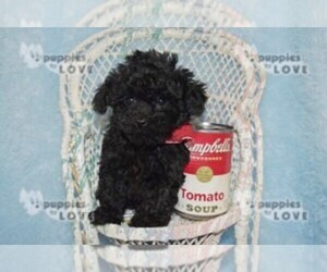 Poodle (Toy) Puppy for sale in SANGER, TX, USA