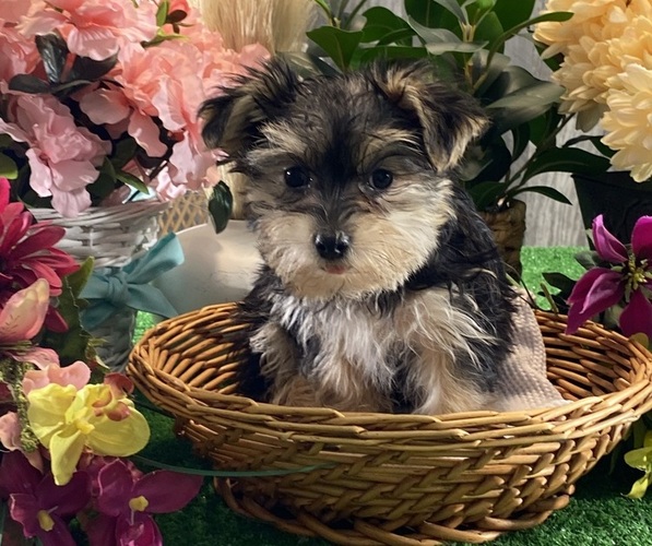 Medium Photo #1 Morkie Puppy For Sale in CANOGA, NY, USA