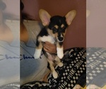 Small Photo #1 Pembroke Welsh Corgi Puppy For Sale in SAN DIEGO, CA, USA