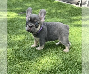 French Bulldog Puppy for sale in CORAL SPRINGS, FL, USA