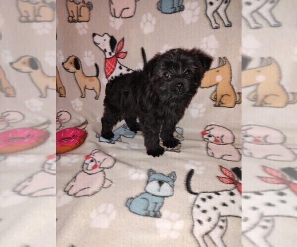 Medium Photo #1 YorkiePoo Puppy For Sale in LAPEER, MI, USA