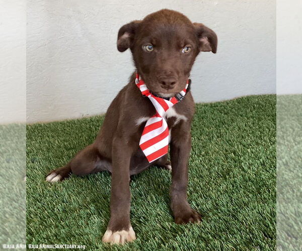 Medium Photo #4 Chocolate Labrador retriever-Unknown Mix Puppy For Sale in San Diego, CA, USA