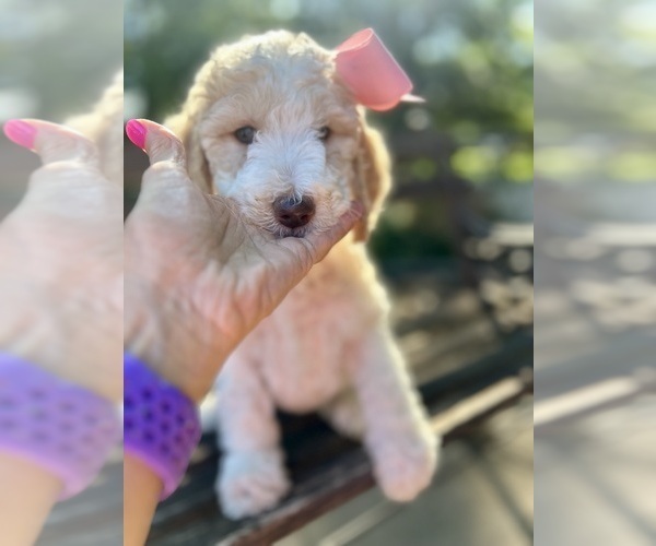 Medium Photo #2 Goldendoodle Puppy For Sale in SHERMAN, TX, USA