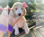 Small #1 Goldendoodle