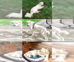 Small Photo #1 Great Pyrenees Puppy For Sale in Columbus, IN, USA