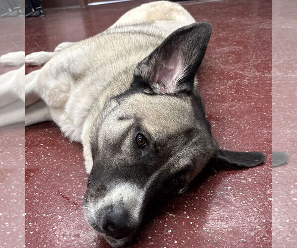 Medium Photo #3 Anatolian Shepherd-Unknown Mix Puppy For Sale in Fargo, ND, USA
