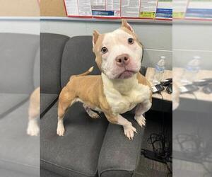 American Pit Bull Terrier-Unknown Mix Dogs for adoption in Peoria, IL, USA