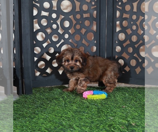 Medium Photo #2 Yorkiepoo mix (+ Poodle Toy) Puppy For Sale in MOUNT VERNON, OH, USA