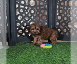 Small #1 Yorkiepoo mix (+ Poodle Toy)