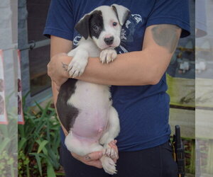Antsy - Male American Staffordshire Terrier-Border Collie Mix Dog for Adoption - Photo #3