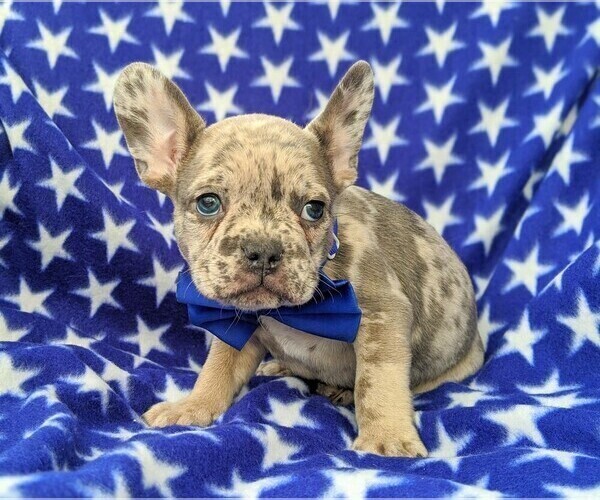 Medium Photo #3 French Bulldog Puppy For Sale in CLAY, PA, USA