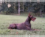 Small #17 Doberman Pinscher