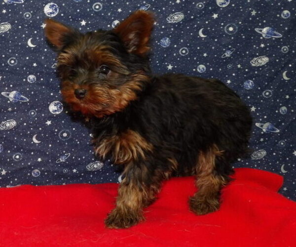 Medium Photo #41 Yorkshire Terrier Puppy For Sale in PATERSON, NJ, USA