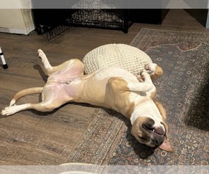 Oggie - Male Boxador Dog for Adoption - Photo #2