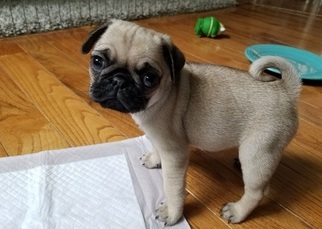 Pug Dogs for adoption in MILWAUKEE, WI, USA