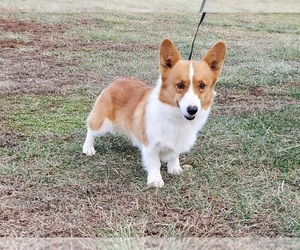 Father of the Pembroke Welsh Corgi puppies born on 12/29/2020