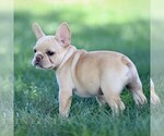 Small #2 French Bulldog