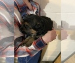 Small Photo #11 German Shepherd Dog Puppy For Sale in WESTBY, WI, USA