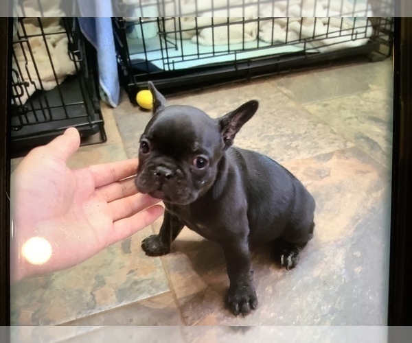 Medium Photo #5 French Bulldog Puppy For Sale in EDMOND, OK, USA