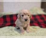 Small #10 Goldendoodle