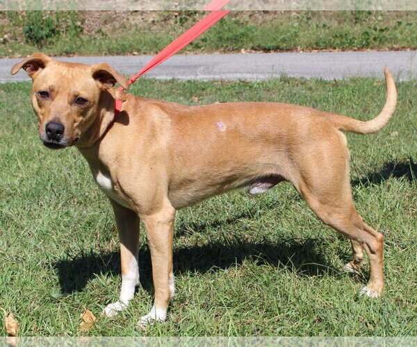 Medium Photo #2 Mountain Cur-Unknown Mix Puppy For Sale in Prattville, AL, USA
