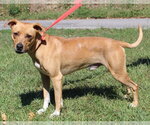Small Photo #2 Mountain Cur-Unknown Mix Puppy For Sale in Prattville, AL, USA