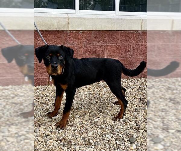 Medium Photo #1 Rottweiler-Unknown Mix Puppy For Sale in Forestville, MD, USA