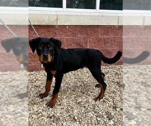 Rottweiler-Unknown Mix Dogs for adoption in Forestville, MD, USA
