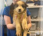 Small #1 Mutt