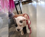 Small Photo #17 Olde English Bulldogge Puppy For Sale in CO SPGS, CO, USA