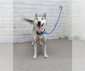 Siberian Husky-Unknown Mix Dogs for adoption in San Bernardino, CA, USA