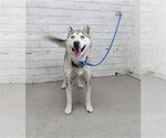Small Siberian Husky Mix