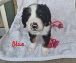 Puppy Blue Bernedoodle