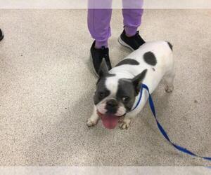 French Bulldog Dogs for adoption in Riverside, CA, USA